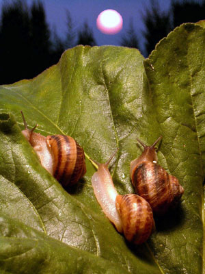 helicicultura helicicultura