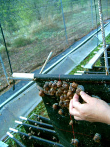 pienso de caracoles pienso de caracoles