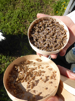 aleví de cargol aleví de cargol