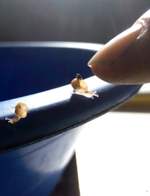 venta de alevines de caracol venta de alevines de caracol