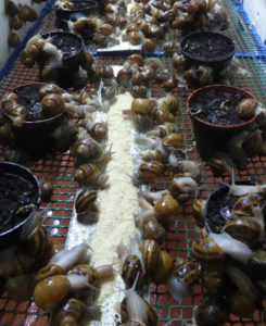 cría de caracoles cría de caracoles