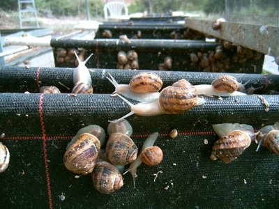 criadero de caracoles criadero de caracoles