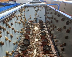 formació en helicicultura