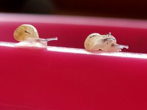  Venda d'alevins de cargol i assessorament tècnic 